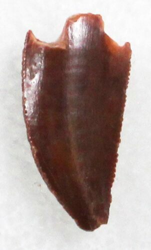 Serrated Raptor Tooth From Morocco - #30871